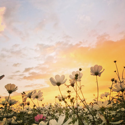 Spring Fragrances - SBP